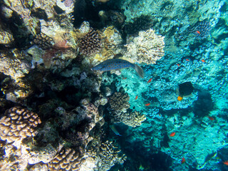 Naklejka na ściany i meble Beautiful inhabitants of the underwater world in the Red Sea, Hurghada, Egypt