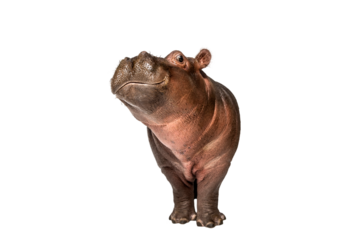 Hippo calf, 3 months old, isolated, Hippopotamus amphibius
