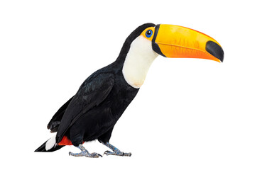 Toucan Toco Vogel, farbiger Vogel mit großem Schnabel