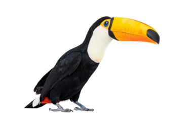 Toucan toco bird, colored bird with big beak