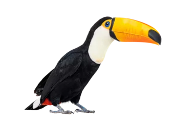 Fototapete Tukan Toucan Toco Vogel, farbiger Vogel mit großem Schnabel
