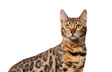 Headshot Side view of a Bengal cat