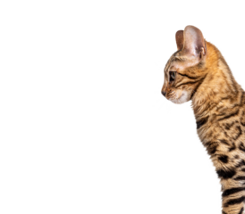 Headshot of a Brown bengal cat, profile