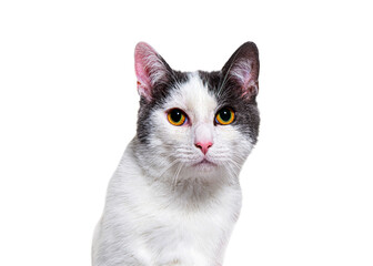 Head shot of a young Crossbreed cat kitten