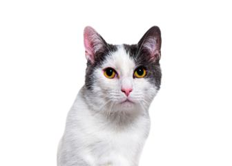 Head shot of a young Crossbreed cat kitten