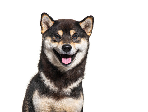 Shiba inu dog panting and looking happy, Head shot