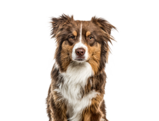 Australian Shepherd sitting, isolated on white