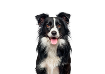 Head shot of a black and white Border Collie, panting and looking at camera