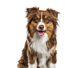 Foto op Canvas Head shot of a Australian Shepherd dog panting © Eric Isselée