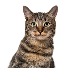 Head shot of a Grey stripped mixed-breed cat