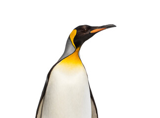 Head shot side view of a King penguin - obrazy, fototapety, plakaty