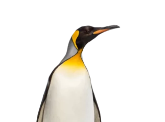 Rolgordijnen Head shot side view of a King penguin © Eric Isselée