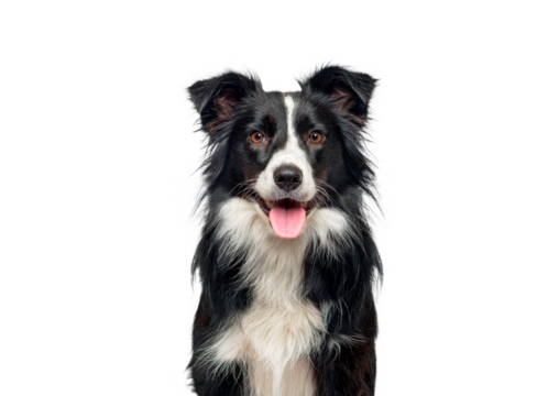 Head shot of a black and white Border Collie, panting and looking at camera