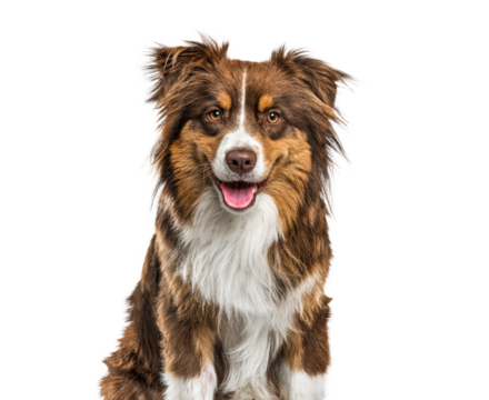 Head shot of a Australian Shepherd dog panting