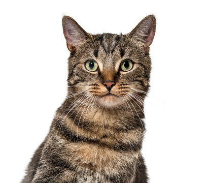 Head shot of a Grey stripped mixed-breed cat