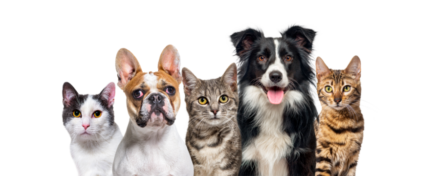 Large group of cats and dogs looking at the camera on golden bac