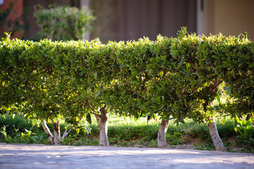 Neatly trimmed low trees growing along path in the park in summer. Gardening and landscaping concept