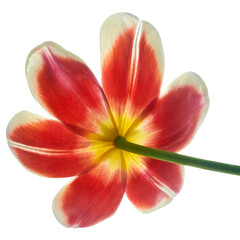 Fototapeta na wymiar red tulip flower isolated on white background