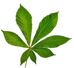 green leaf of chestnut lies on a white background