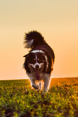 Fototapeta na wymiar Border collie is running in the sunset. Amazing walk in the sun. Amazing evening with sun.