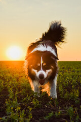Obraz na płótnie Canvas Border collie is running in the sunset. Amazing walk in the sun. Amazing evening with sun.