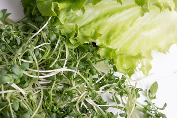 Close - up of appetizing, fresh microgreens and lettuce on white background. Excellent image for healthy food banners and advertisements.