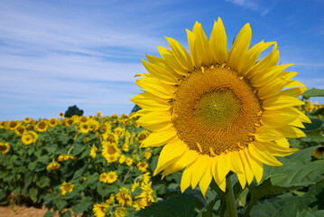 Close-up of a single sunflower in the sunflower field