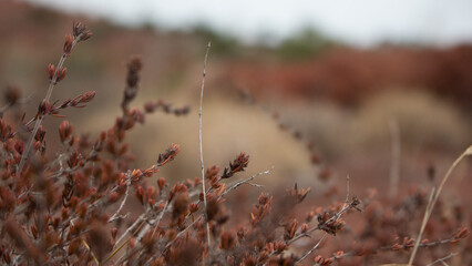 Planta con macro 