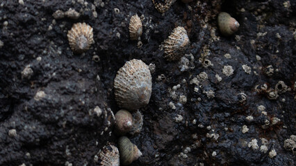 Lapas y caracolas marinas. (Moluscos) 
