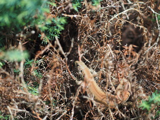 ants on the ground