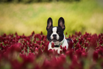 Naklejka na ściany i meble French buldog is standing in crimson clover. He has so funny face he is smilling