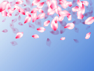 Pink cherry blossom petals isolated