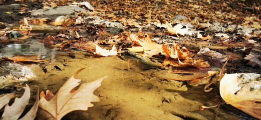 Leaves on water