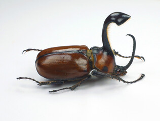 Beetle isolated on white. Rhinoceros beetle big horn Golofa xiximeca close up macro, collection...