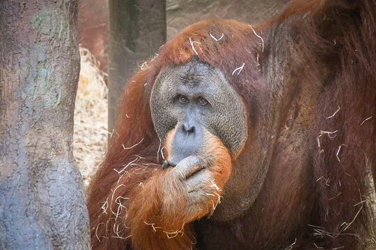 Orangutan is eating some grass whitch he found on the floor.