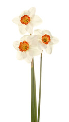 Three stems and flowers of the small-cup daffodil cultivar Pink Rim against a white background