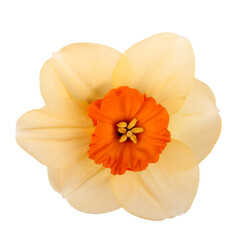Single flower of the orange and red, small-cup daffodil cultivar Copper Coin against a white background square