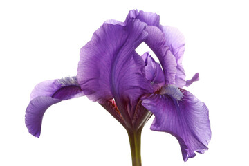 Single purple flower of a dwarf bearded iris isolated against a white background