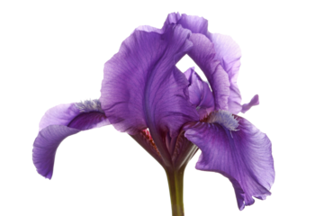 Single purple flower of a dwarf bearded iris isolated against a white background