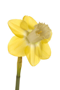Quarter view of a single flower and stem of reverse-bicolor daffodil cultivar Lemon Brook against a white background