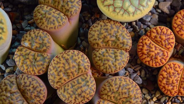 Mesembs (Lithops bromfeldii) South African plant from Namibia in the botanical collection of supersucculent plants
