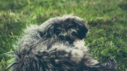 Fototapeta premium Cute street dog