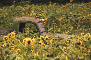 Truck in a sunflower Field