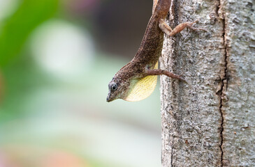 Closeup of brown Lizard hunting for insects on a tree trunk with a blurred background
