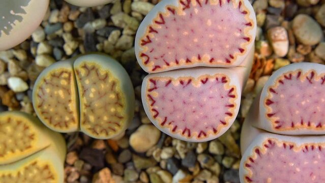 Mesembs (Lithops julii) South African plant from Namibia in the botanical collection of supersucculent plants