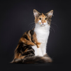 Fototapeta na wymiar Excellent tortie Maine Coon cat kitten, sitting side ways with tail around body. Looking towards camera. Isolated on a black background.