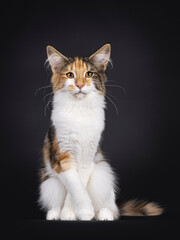 Fototapeta na wymiar Excellent tortie Maine Coon cat kitten, sitting facing front with front paws crossed like needs to pee. Looking towards camera. Isolated on a black background.