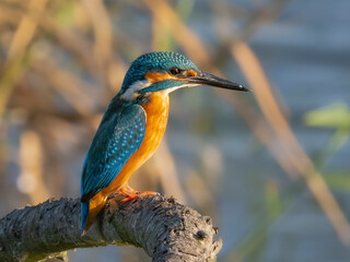 kingfisher on a branch