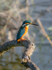 kingfisher on a branch