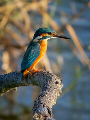kingfisher on branch